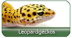Leopardgeckos aus deutscher Zucht zu fairen Preisen