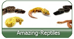 Amazing Reptiles High quality breeding
