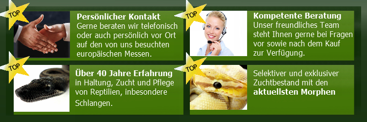 Königs- und Kettennattern aus deutscher Zucht - Amazing Reptiles