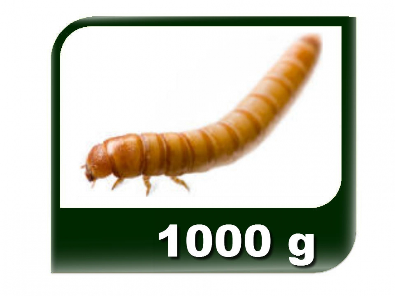 Mehlwürmer klein, im Karton, ca 1000g