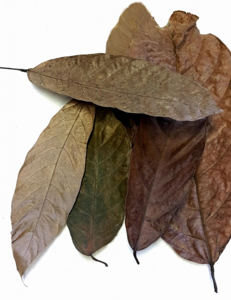 Echte Kakao Blätter