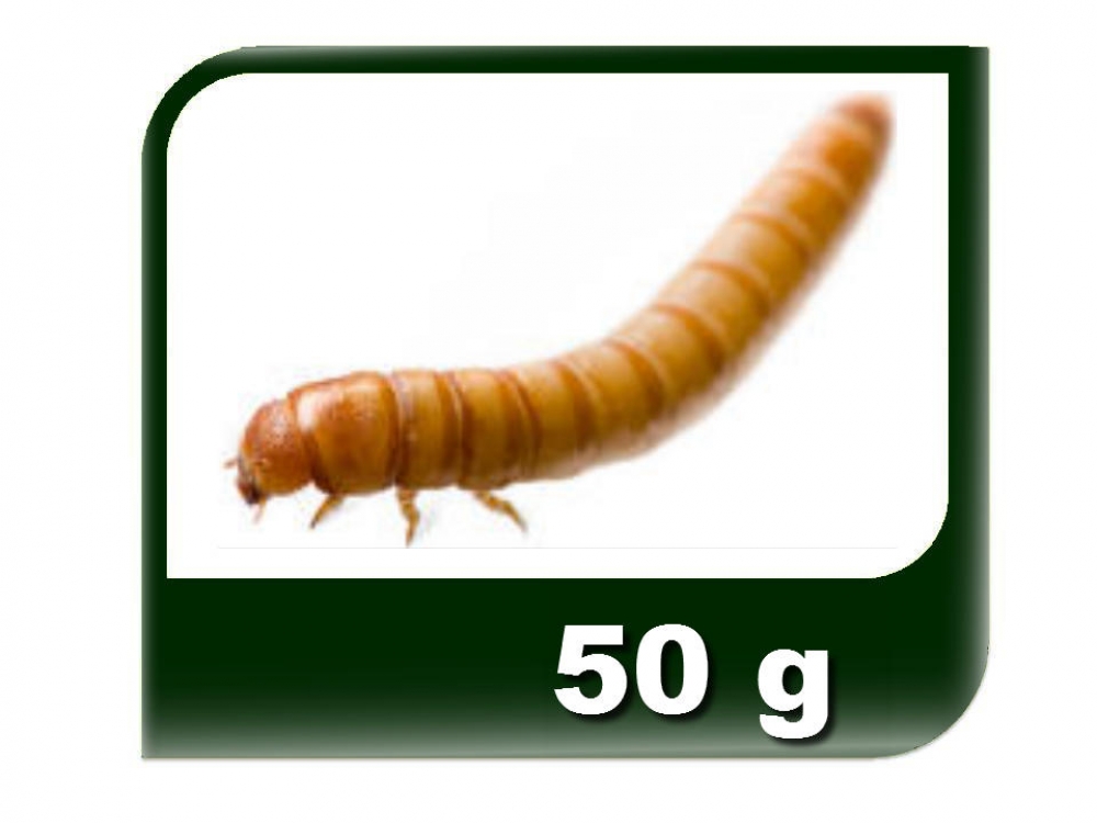 Mehlwürmer klein, Dose, ca 50g